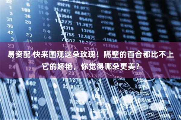 易资配 快来围观这朵玫瑰！隔壁的百合都比不上它的娇艳，你觉得哪朵更美？